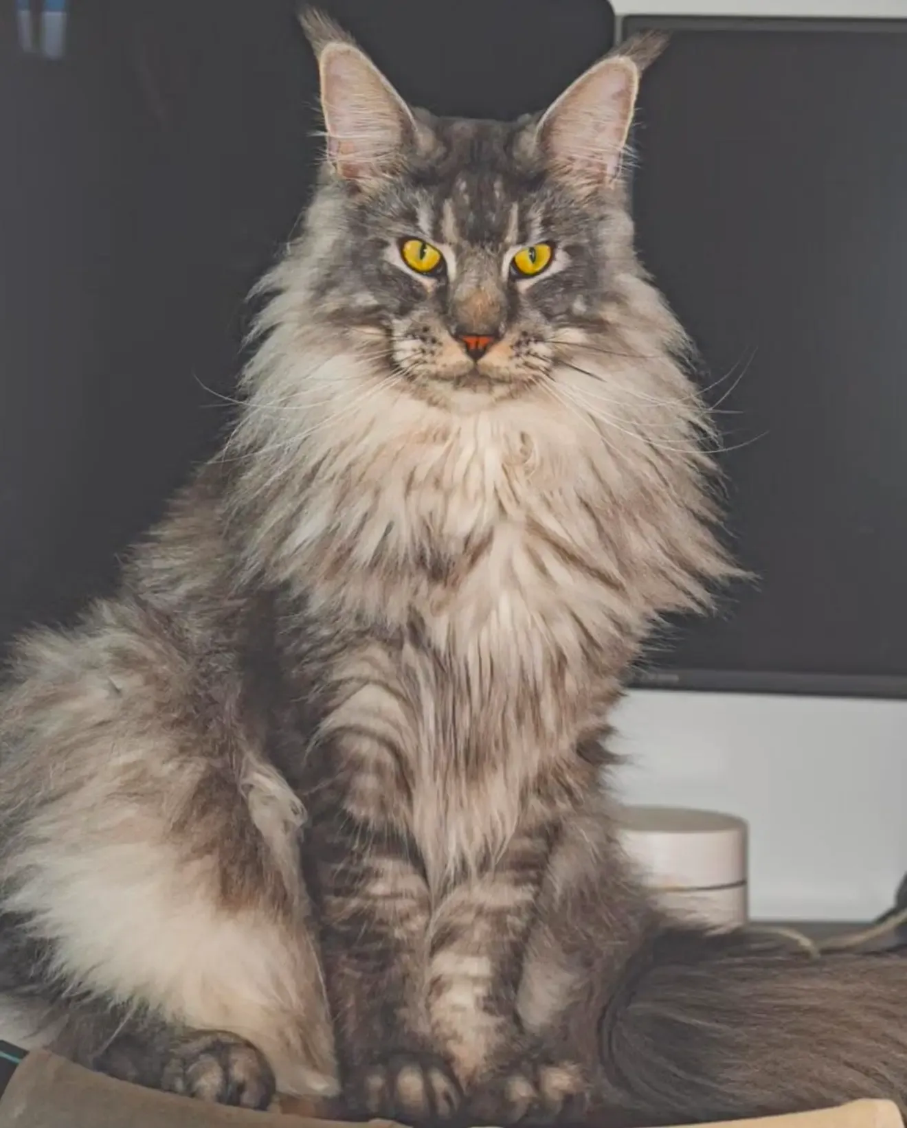 European Maine Coon kitten in Singapore